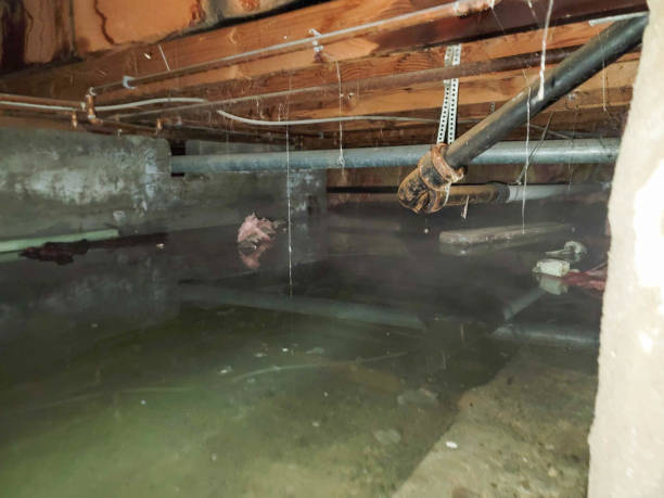 Best Local water damage restoration  in Bolivar Peninsula, TX